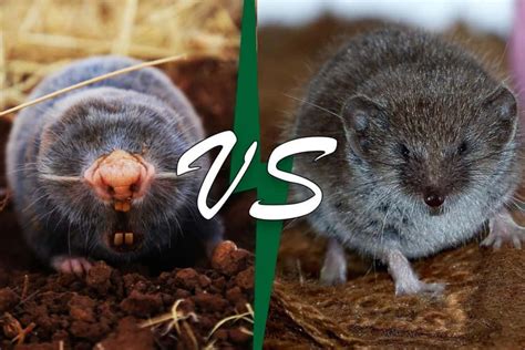 Mole Vs Shrew 11 Differences Wildlife Informer