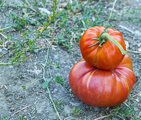 Premium Photo | Pictures of fresh natural village tomatoes fresh from ...