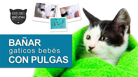 Cómo bañar un gato bebé con pulgas Qué no hacer cómo sacar las pulgas