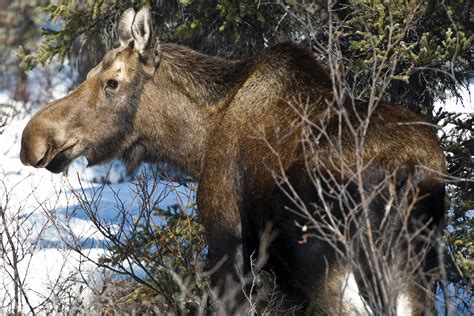 Natural Resources Alaska Subsistence Us National Park Service