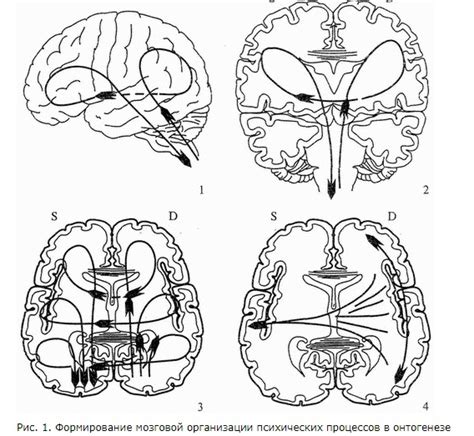 НЕЙРОПСИХОЛОГИЧЕСКАЯ ДИАГНОСТИКА Нейропсихология детского возраста ...
