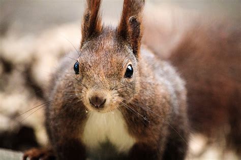 Squirrel With Long Ears Image Free Stock Photo Public Domain Photo