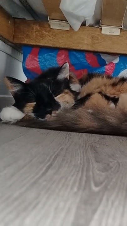 спрятаться под кроватью - YouTube