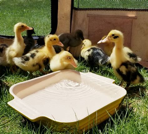 Ten Things You Need To Know About Raising Ducks LaptrinhX News