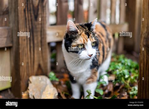 Closeup Of Curious Calico Cat Face Exploring House Backyard By Wooden