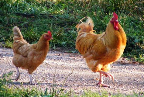 Стоимость курицы несушки живой: актуальные данные и информация ...