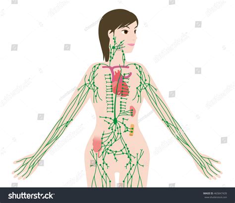 707 Lymphoid Organs Images, Stock Photos & Vectors | Shutterstock