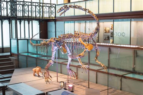 Instituto Real De Ciencias Naturales De Bruselas Conociendo🌎