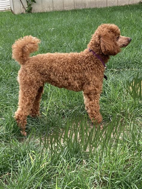 Meet AKC Female Red Miniature Poodle | Mini | Red Door Poodles | AKC Certified | Available Puppy