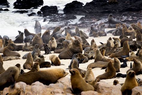 10 Fun Facts About Seals Discover Walks Blog