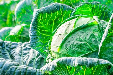 premium photo closeup  fresh cabbage