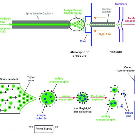 4. Reaction mechanism of (A) cystein disulphide bond reduction by DTT... | Download Scientific ...