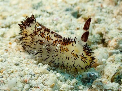 Jorunna cf. Parva (Jorunna cf. parva) | Red Sea Creatures