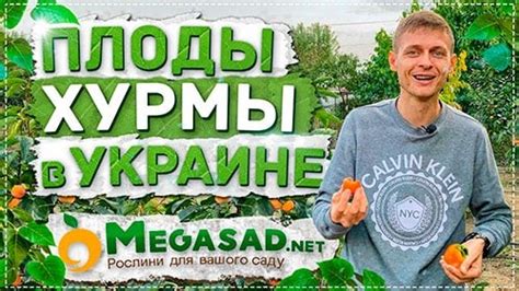 Хурма "Сосновская" 2 года: купить почтой в Киеве, Одессе, Украине ...