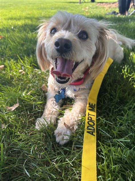 Adopted! Pet of the Week: Buddy, A Sweet Dog Ready for His Forever Home