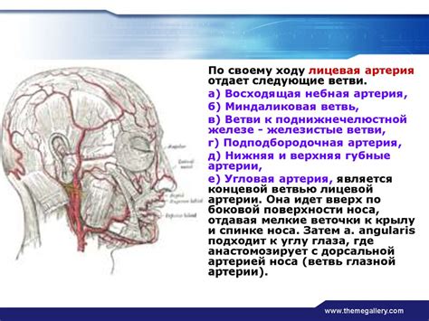 Кровоснабжение головы и шеи - презентация онлайн