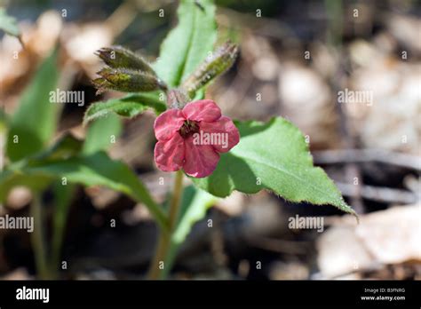 Blooming Purple Dark Lungwort Pulmonaria Obscura Flower Stock Photo Alamy