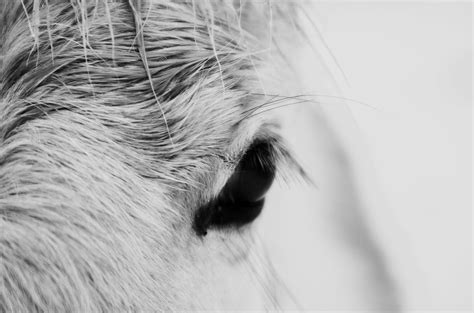 Horse Eye Detail 2 Free Photo Download Freeimages