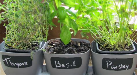growing herbs at home indoors