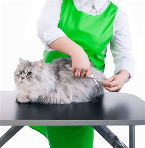 18 Super Cool Cat Breeds Awesome Kitties Youll Love I Discerning Cat