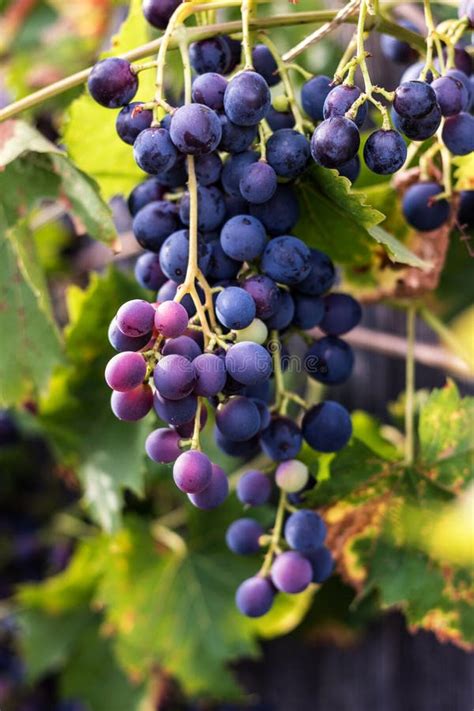 Uvas Vermelhas Vinha Foto De Stock Imagem De Grupo 144325968