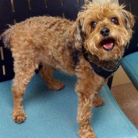 Island Pet Hospital Las Vegas Nv
