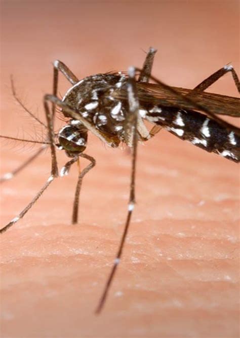 Anti Zanzare Fatto In Casa La Ricetta Del Repellente