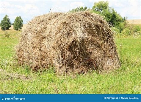 Haystack Or Straw In A Farm Field Mowed Hay From Dry Grass In A