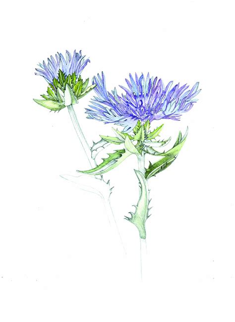 Just one plant: Stokes Aster - WALTER Magazine