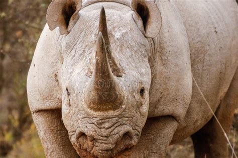 Rhino Charging Stock Image Image Of Food Dangerous 29333081
