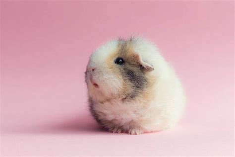 14 Pictures of The Cutest Guinea Pigs in this World "Booboo" | Reckon Talk