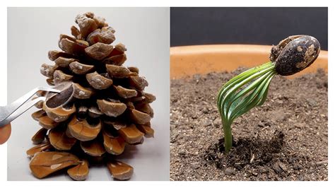 From Pine Cone To Pine Tree A Time Lapse Video