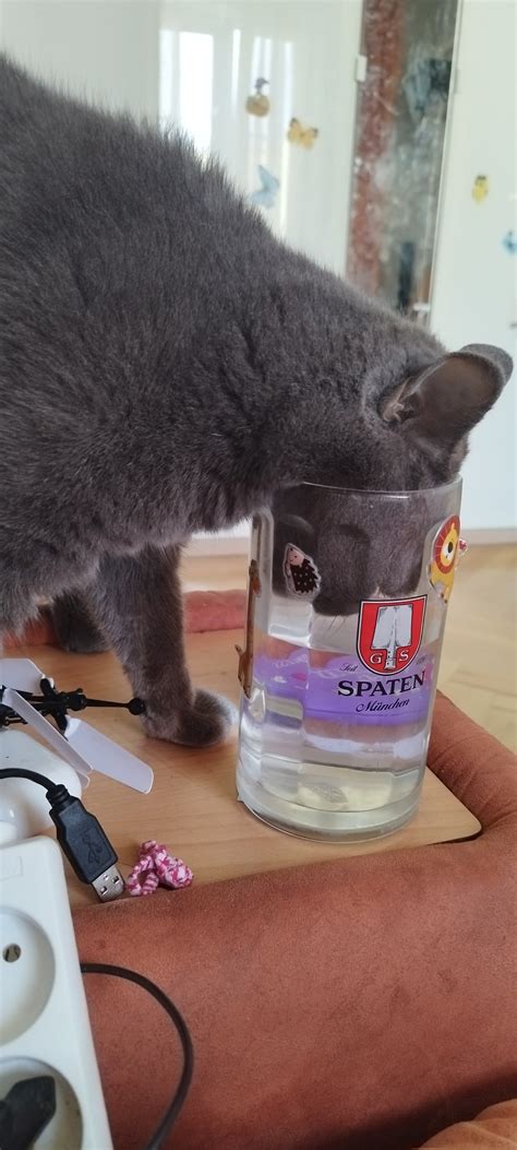 Котик пьет пиво | Пикабу