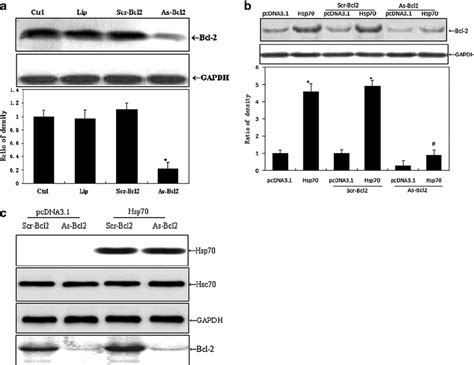 Western Blot Analyses Showing The Effect Of Bcl 2 Antisense