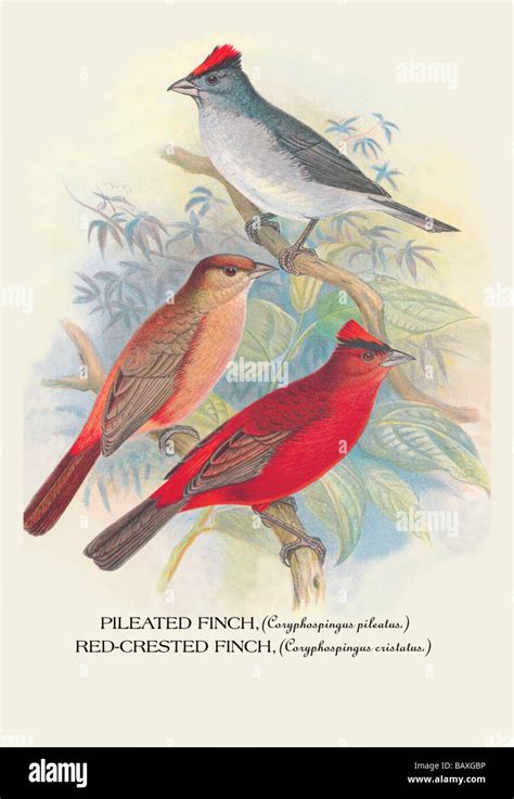 Pileated Finch Red Crested Finch Stock Photo Alamy
