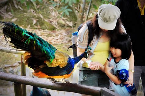 Jongs Crocodile Farm And Zoo Kuching Sarawak Borneo Exotic Creatures