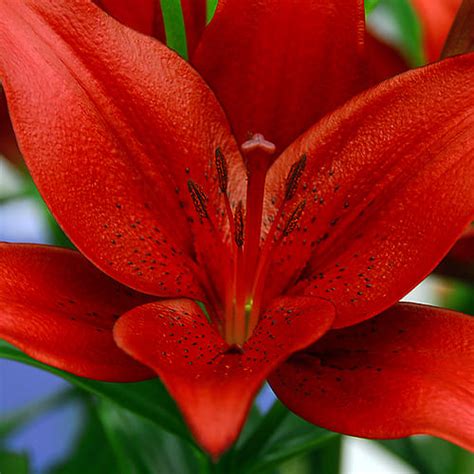 Lily (Lilium) Pokerface for Sale online in EU directly from The Netherlands