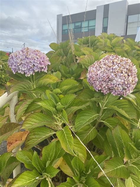 Mophead Hydrangea From Universidad Cat Lica De La Sant Sima Concepci N