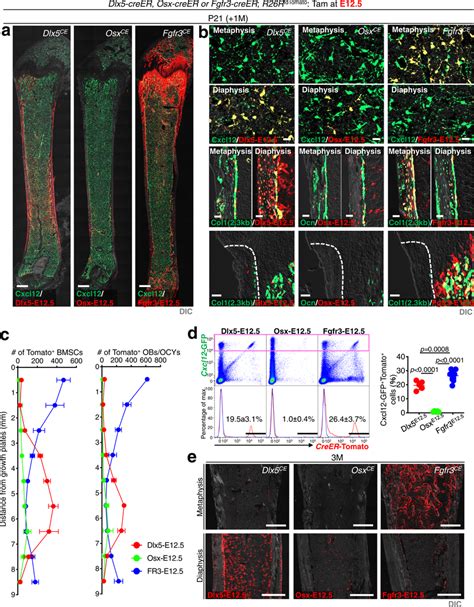 Dlx5 Creer⁺ Perichondrial Cells Contribute Postnatally To Diaphyseal Download Scientific