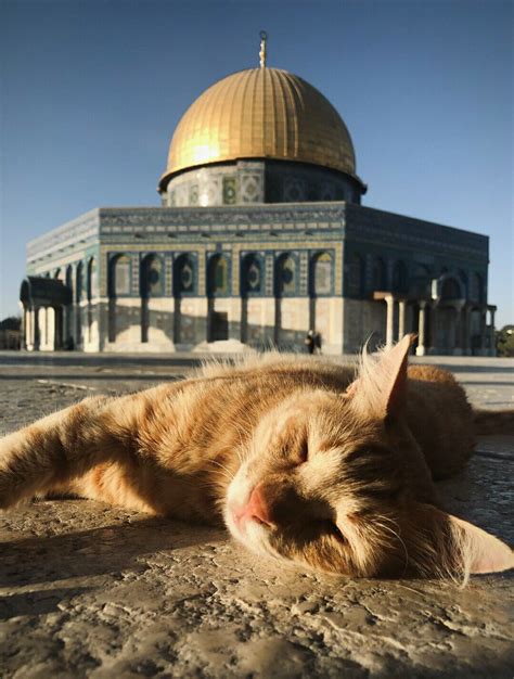 Kud S Mescid I Aksa Filistin Palestine Jerusalem Al Aqsa