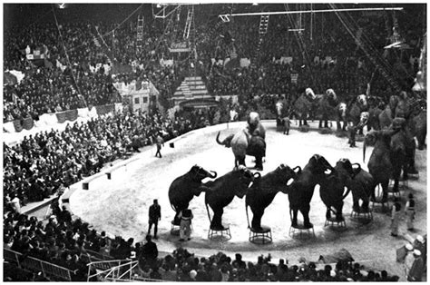 Circus Circo Price Circo Circense