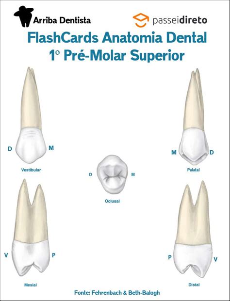 Primeiro Pré Molar Superior BRAINCP