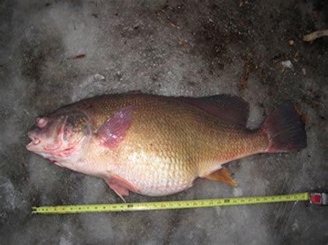 Michigan Angler Catches Freshwater Drum State Record Game And Fish
