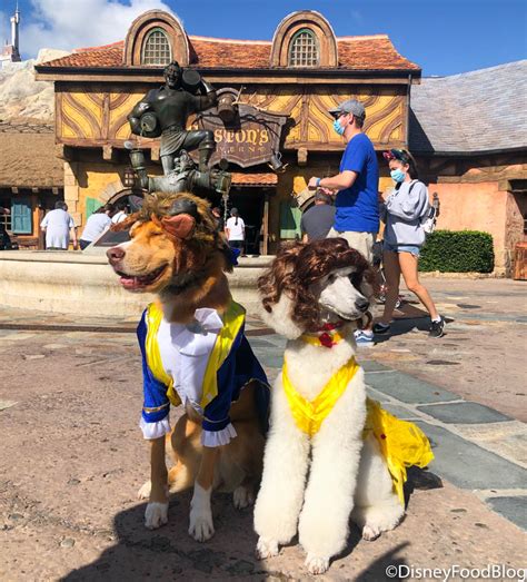 We Met Beauty and The Beast in DOG FORM Today in Disney World! - Disney ...