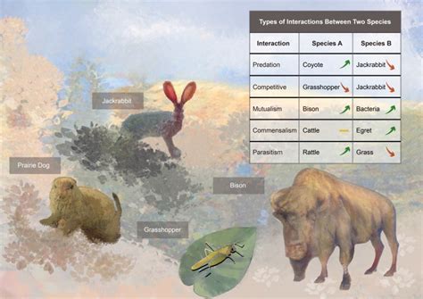 Understanding Life On The Prairie Through Ecological Networks Science