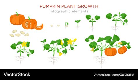 Pumpkin Plant Growth Stages Infographic Elements Vector Image