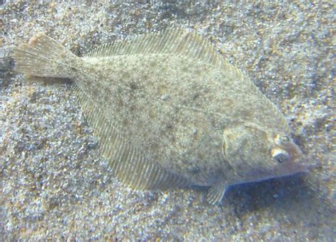 Mighty Lists 14 Animals With Amazing Camouflage
