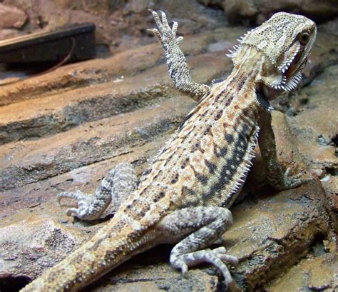 Interesting Facts About Baby Bearded Dragon | Pets Nurturing