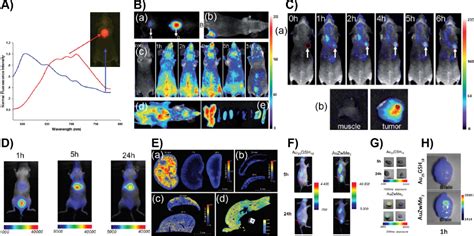 Bjnano Luminescent Gold Nanoclusters For Bioimaging Applications