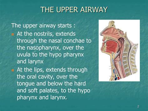 Anatomy of Airway adults versus paediatrics.ppt